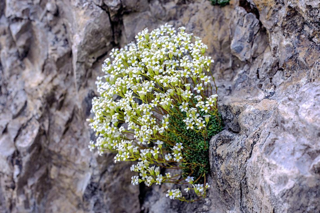 Saxifraga squarrosa